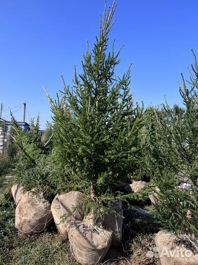 Ель обыкновенная