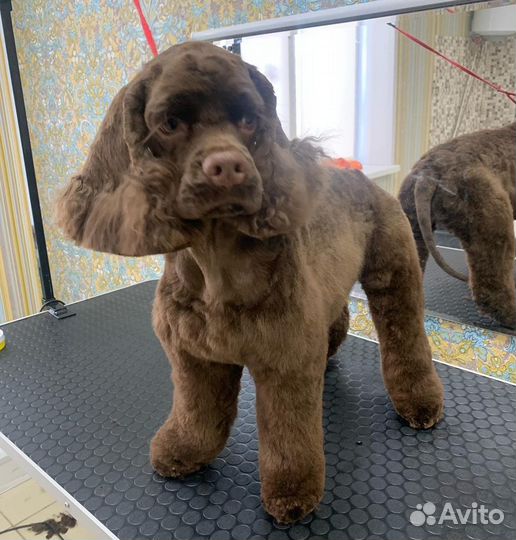 Профессиональная стрижка собак и кошек. Груминг