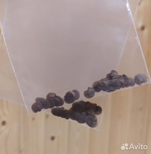 Лунария, семена, рассада