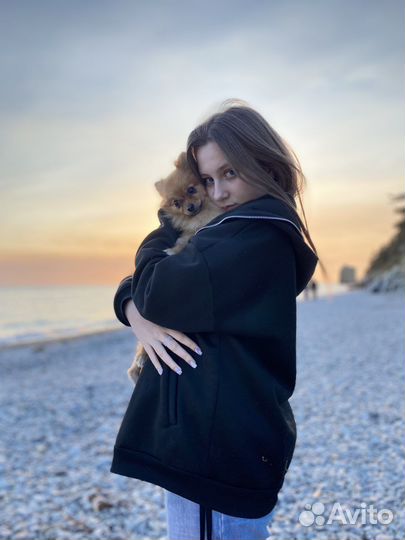 Передержка собак маленьких пород