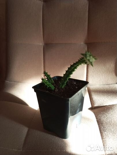 Суккуленты