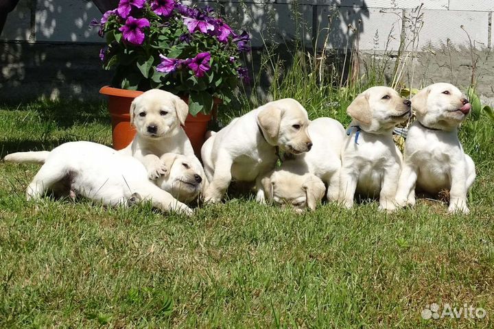 Щенки лабрадора