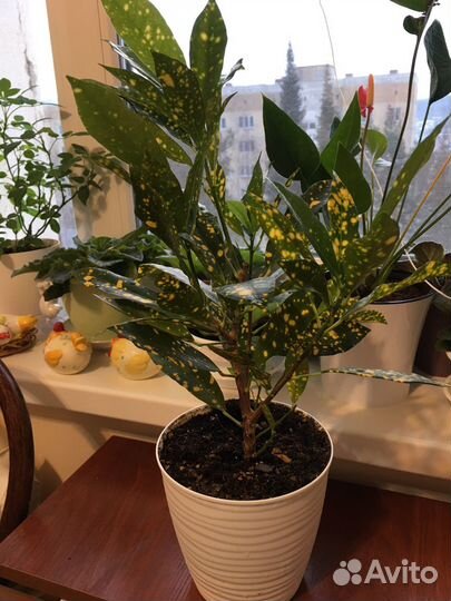 Кротон с горшком