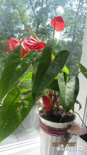 Цветы домашние в горшках