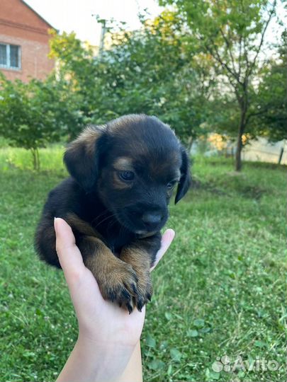 Отдам щенят в добрые руки