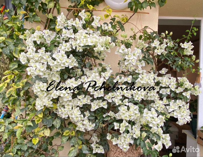 Бугенвиллия (бугенвиллея) укорененные черенки