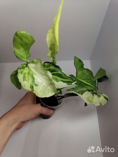 Сингониум Три Короля, Филодендрон Бразил