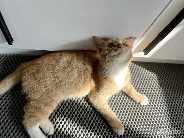Котенок ищет дом