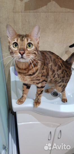 Бенгальские котята