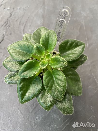 Фиалки набор