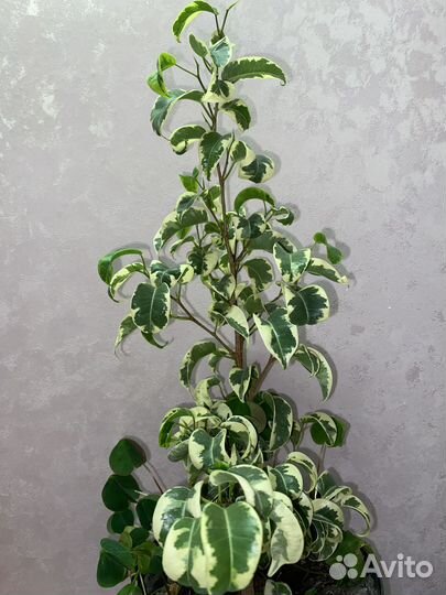 Фикусы на срез