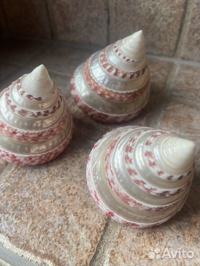 Новый набор ракушек. Индийский океан