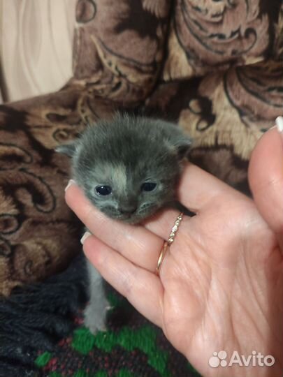 Кошка в дар бесплатно