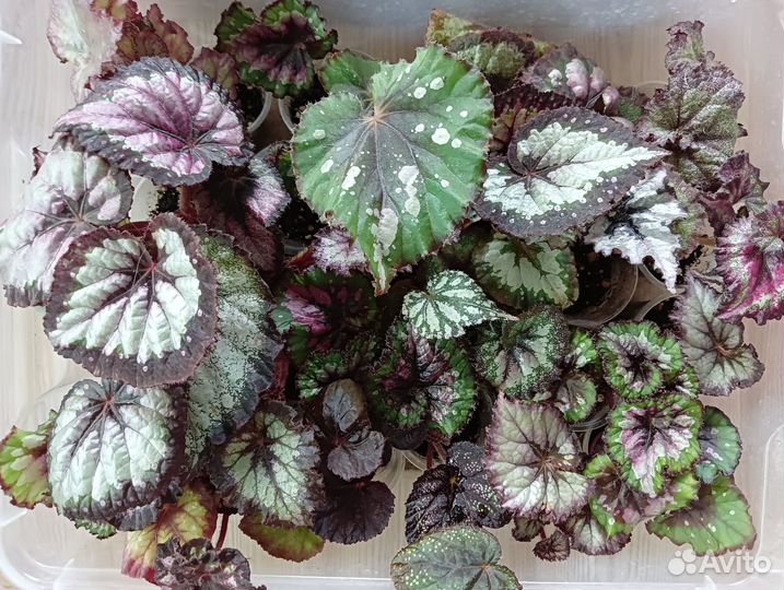 Продам бегонии