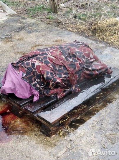 Забой домашнего скота