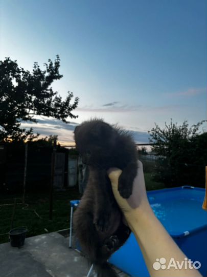 Вислоухие котята