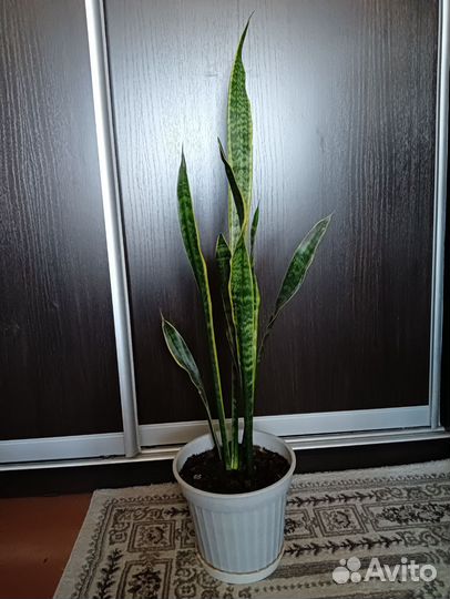 Сансевиерия