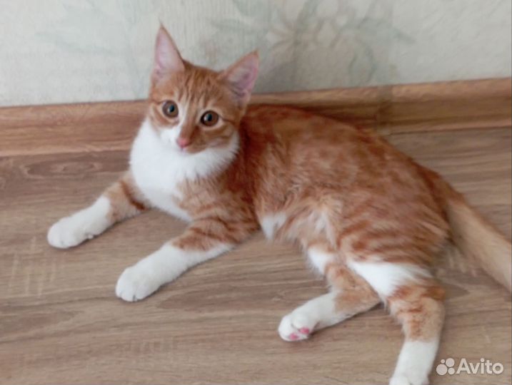 Кошечка в добрые руки)