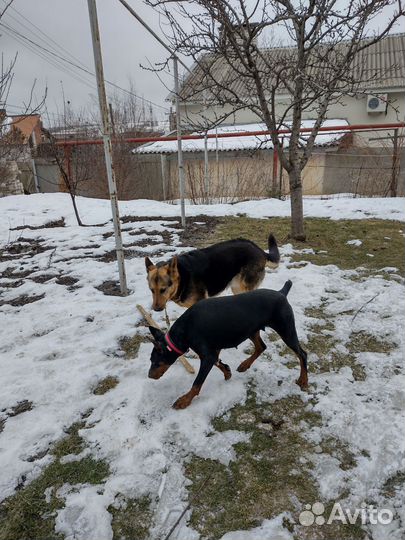 Передержка собачек