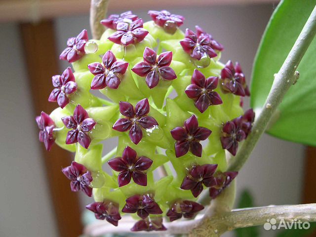 Hoya cinnamomifolia (Хойя циннамомифолия)