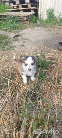 Маленькая собака (щенок) в добрые руки, бесплатно