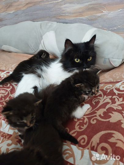Котята в добрые руки