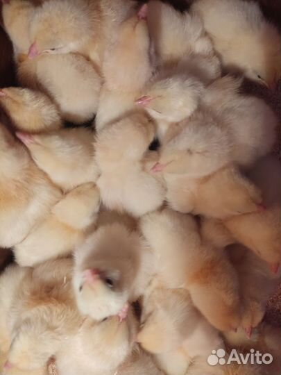 Цыплята породы адлерская серебристая