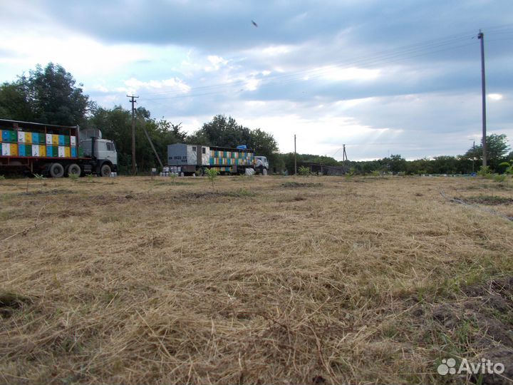 Мёд лесное разнотравье