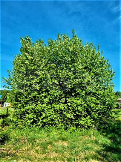 Участок 19 сот. (ИЖС)