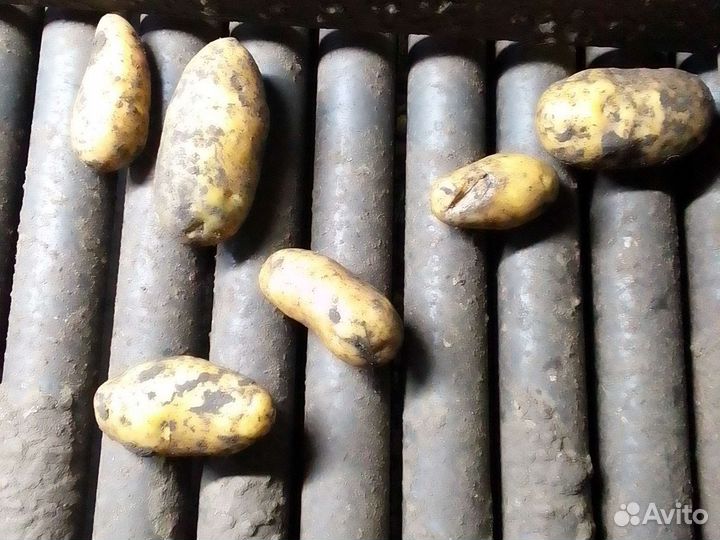 Картофель на корм скоту