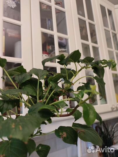 Бронь. Гортензия черешковая, лиана