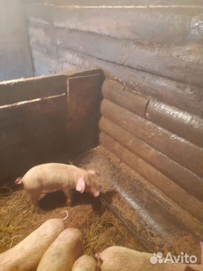 Поросенок ландрас