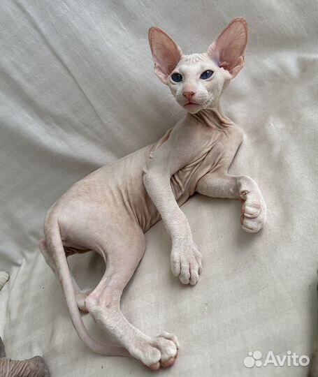 Котята петерболд