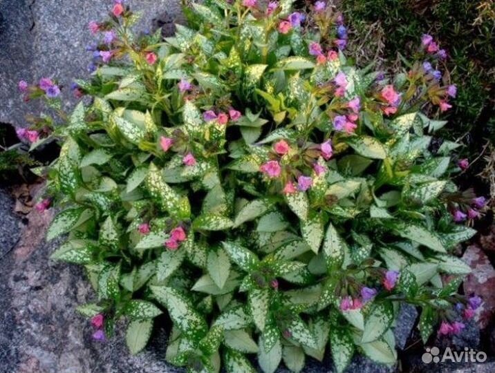 Ирис,бадан,медуница,клубника Зена Зенгана,малина