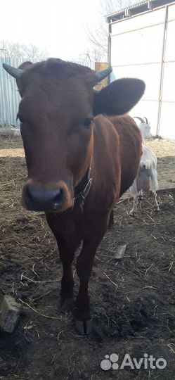 Джерсейская корова