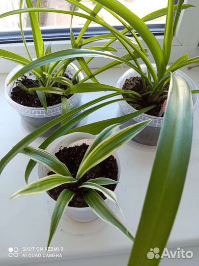 Комнатные цветы