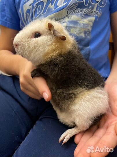Морская свинка американский тедди