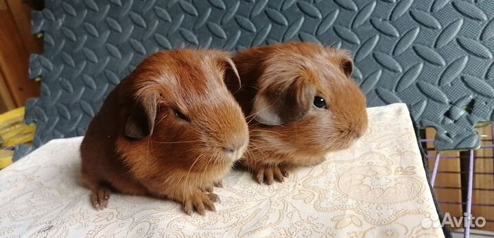 Морские свинки питомник