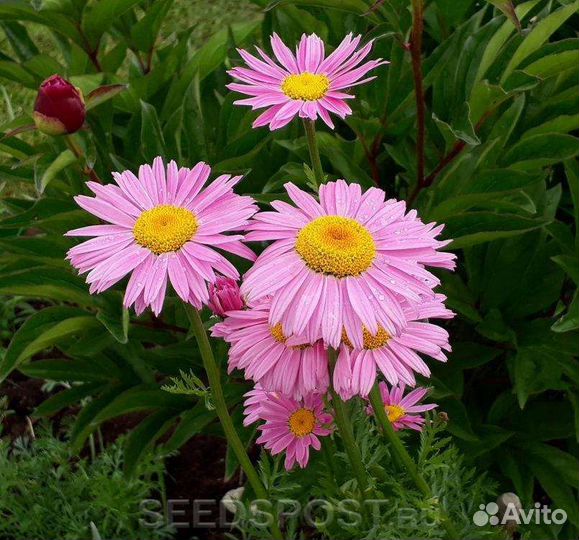 Ромашки голубые,красные