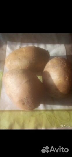 Картофель. Местный