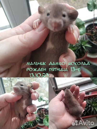 Крысы дамбо малыши