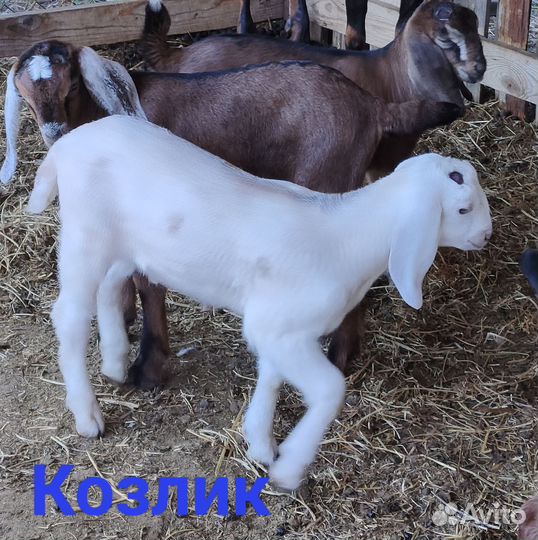 Козлята нубийской породы