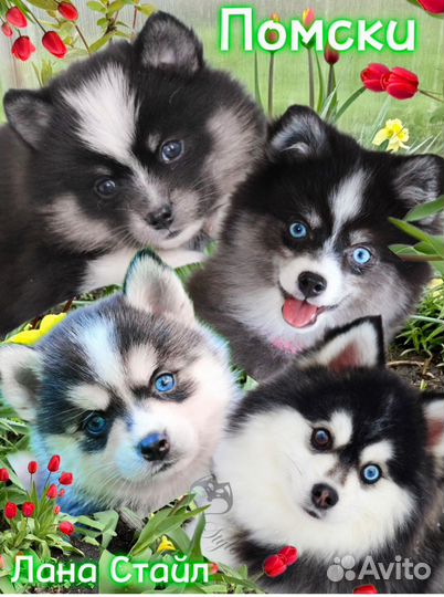 Помски милый мини-щенок