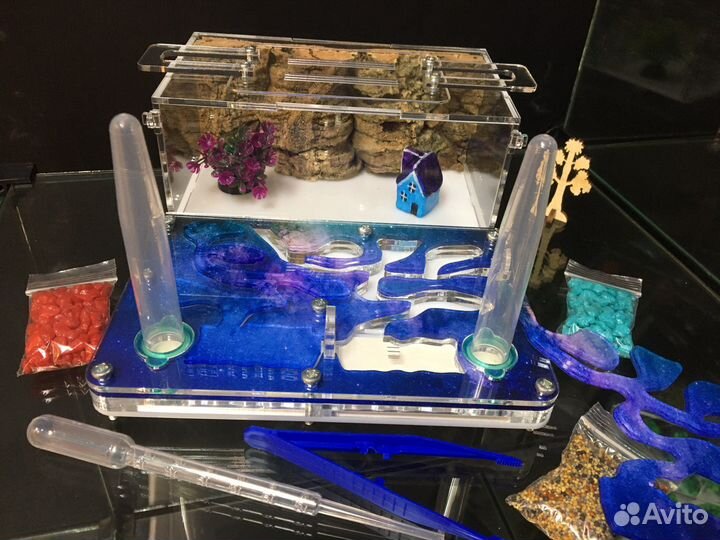 Муравьиная ферма полный комплект с муравьями