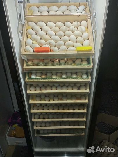 2 Инкубатора