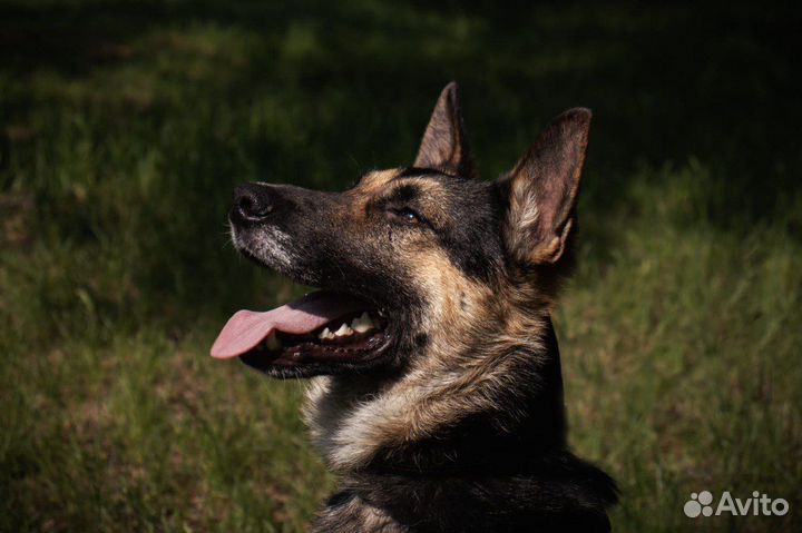 Лукум собака из приюта в добрые руки