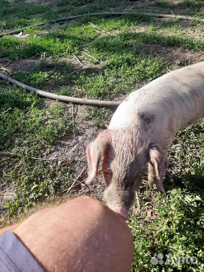 Продаю поросят