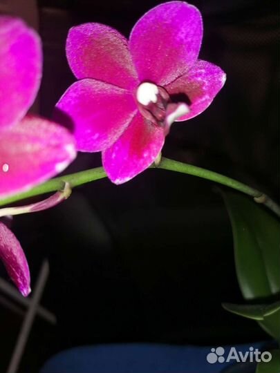Орхидея фаленопсис Taisuco Micky Тайсуко Микки