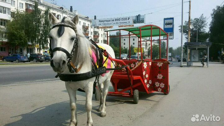 Заказ, аренда аттракционов на мероприятия