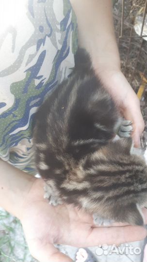 Отдам котят в 